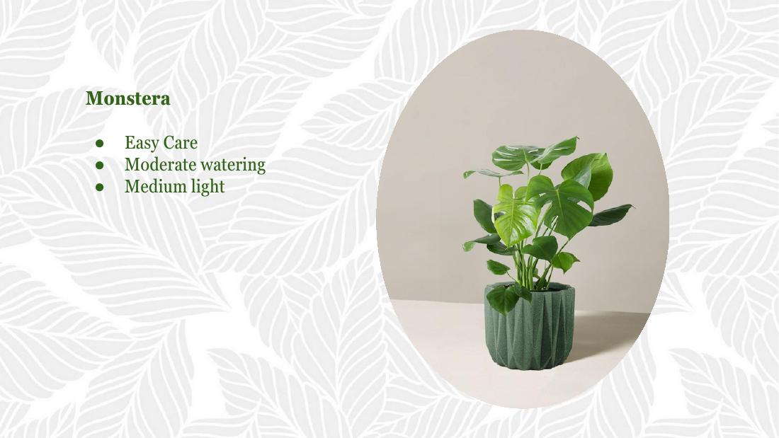 Monstera