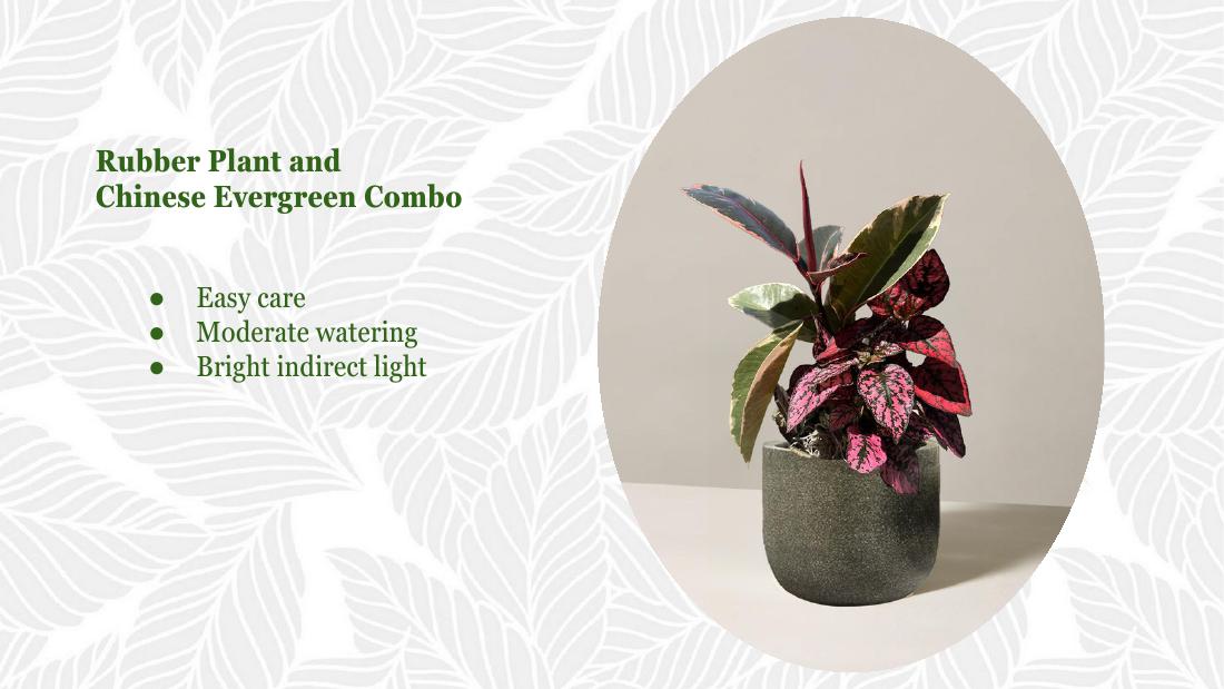 Rubber and Chinese evergreen
