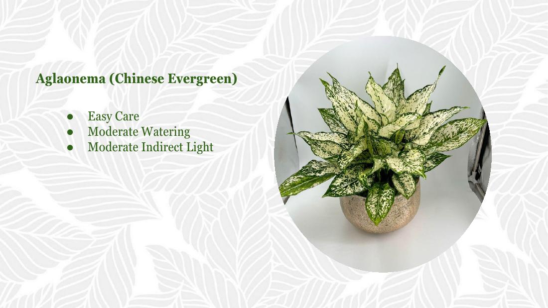 Aglaonema