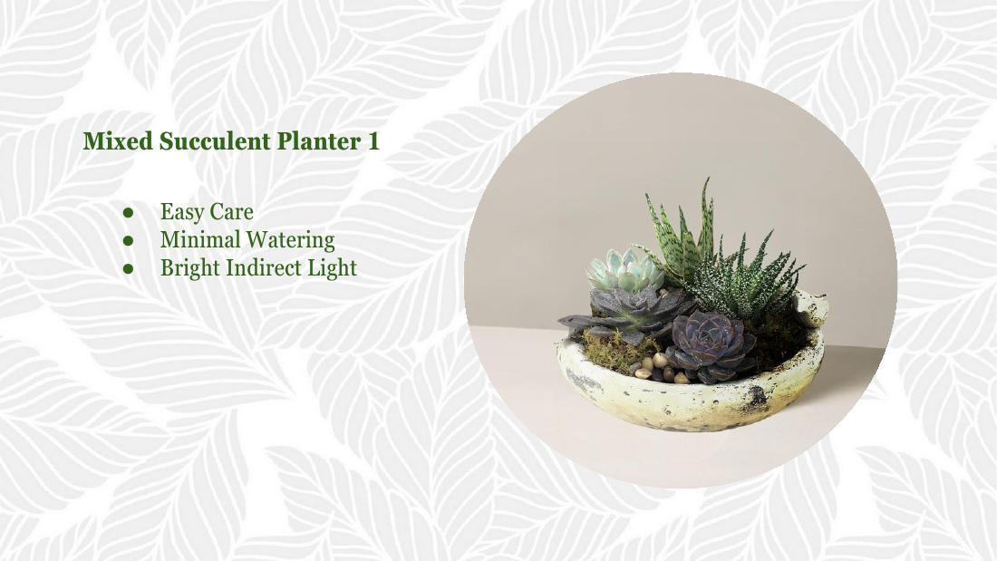 Mixed succulent 1