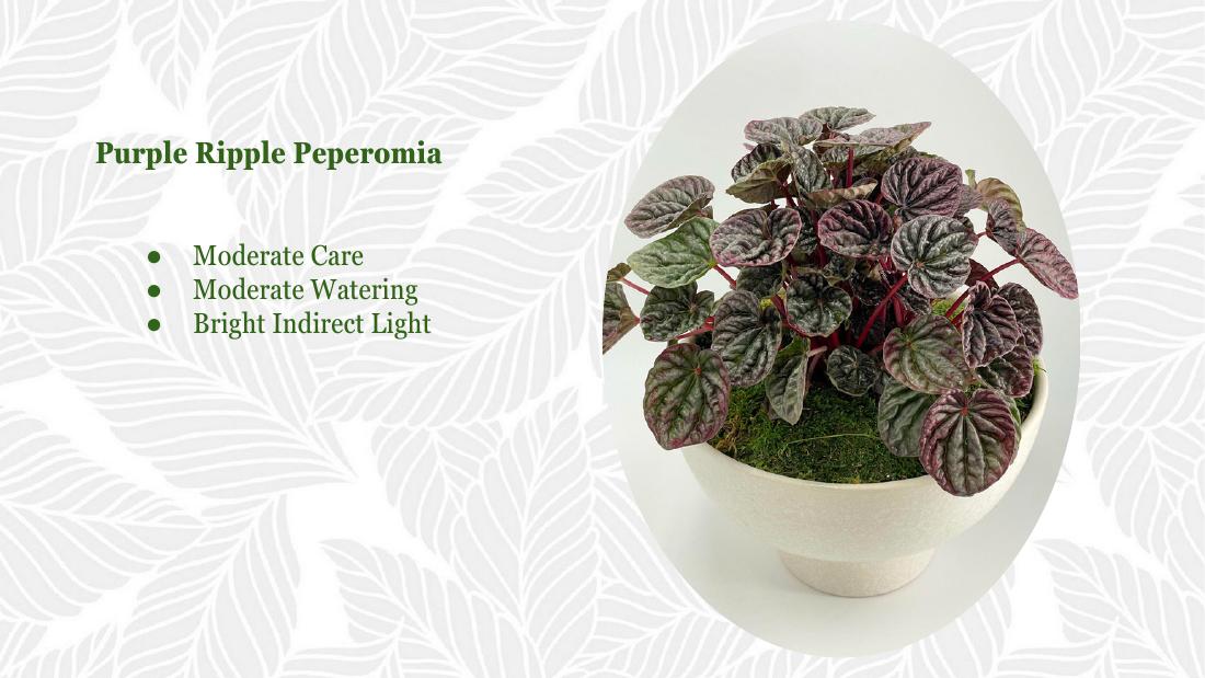 Purple ripple peperomia