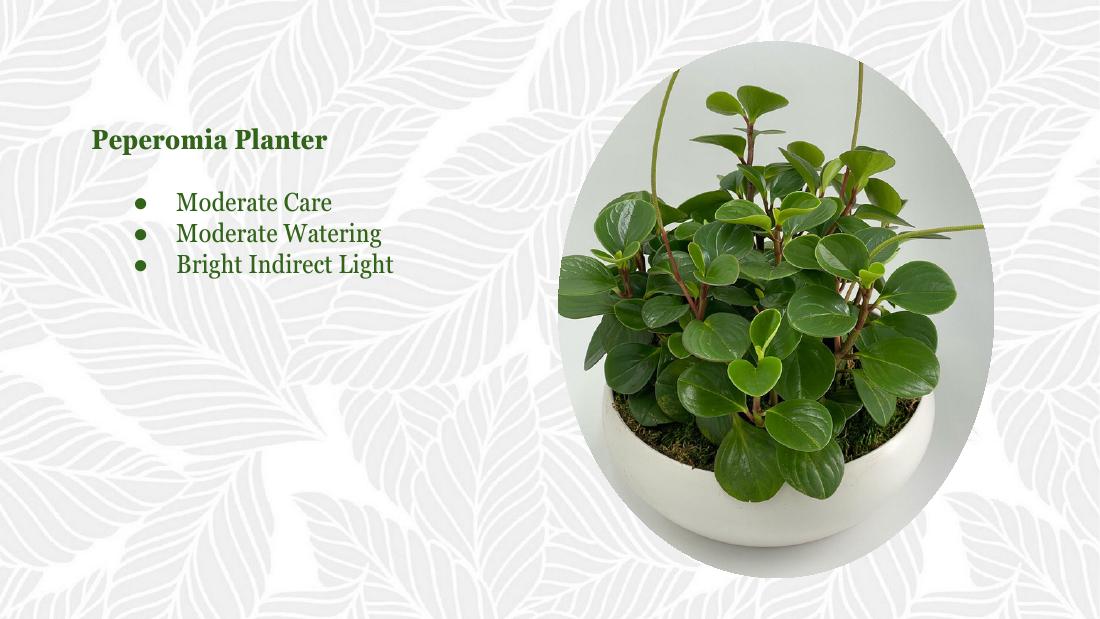 Peperomia planter