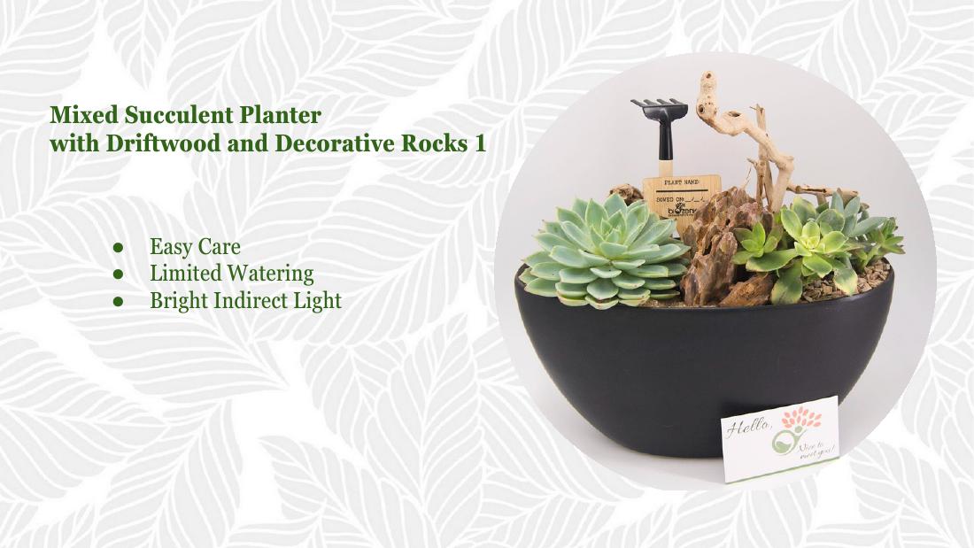 Succulent driftwood 1