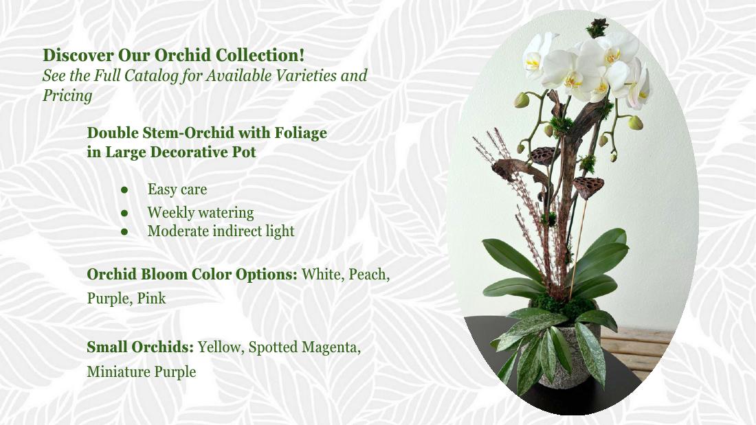 Double stem orchid