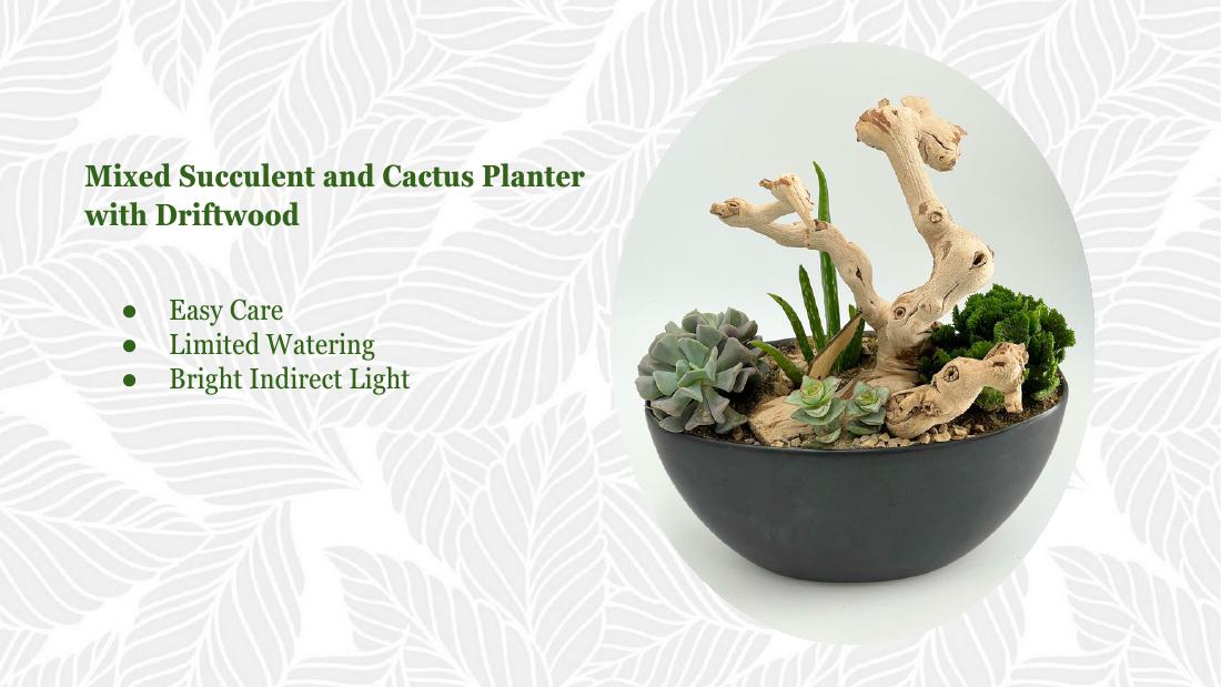 Succulent cactus driftwood