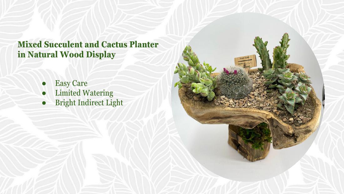 Wood display succulent cactus