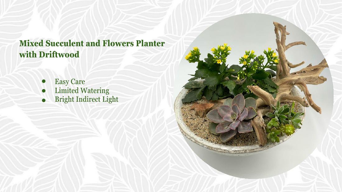 Succulent flowers driftwood
